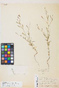 Epilobium brachycarpum image