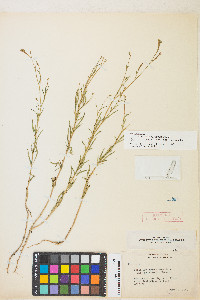 Epilobium brachycarpum image