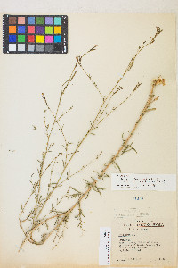 Epilobium brachycarpum image