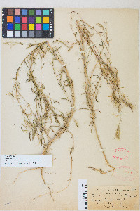 Epilobium brachycarpum image