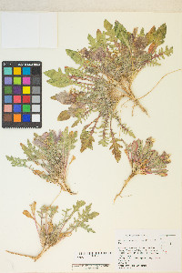 Oenothera primiveris image