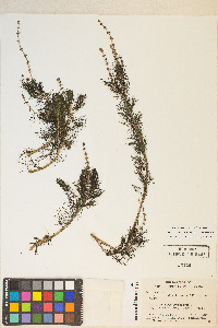 Myriophyllum sibiricum image