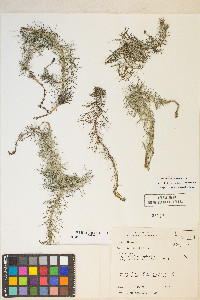 Myriophyllum spicatum image