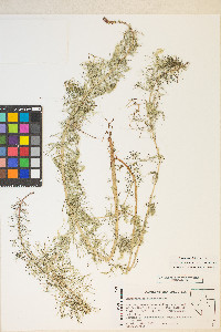 Myriophyllum sibiricum image