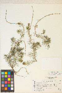 Myriophyllum sibiricum image