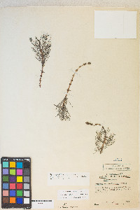 Myriophyllum sibiricum image