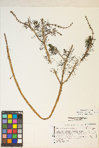 Myriophyllum sibiricum image