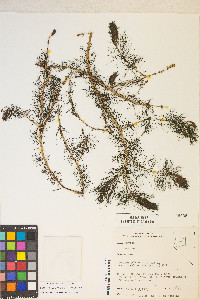 Myriophyllum sibiricum image