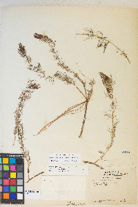 Myriophyllum sibiricum image