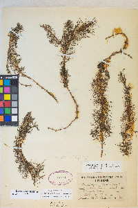 Myriophyllum sibiricum image