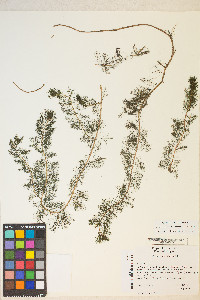 Myriophyllum spicatum image