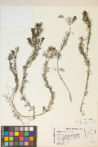 Myriophyllum spicatum image