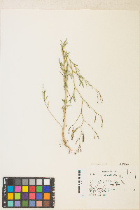 Epilobium brachycarpum image