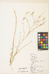 Epilobium brachycarpum image