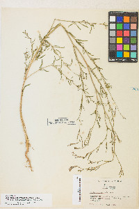 Epilobium brachycarpum image