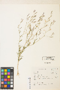 Epilobium brachycarpum image