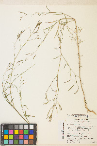 Epilobium brachycarpum image