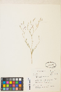 Epilobium brachycarpum image