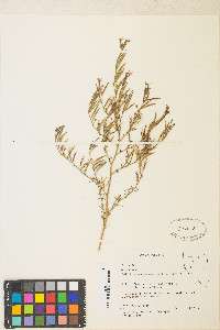 Epilobium brachycarpum image