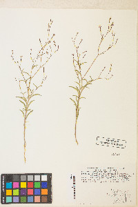 Epilobium brachycarpum image