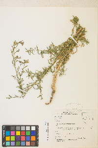 Epilobium brachycarpum image