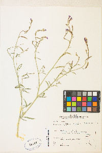 Epilobium brachycarpum image