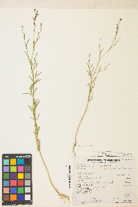 Epilobium brachycarpum image