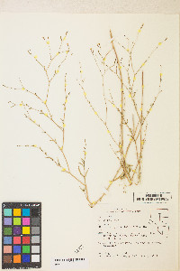 Epilobium brachycarpum image