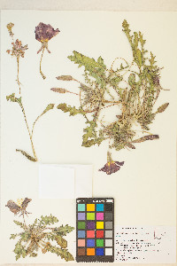 Oenothera primiveris image