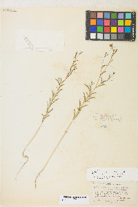 Epilobium brachycarpum image