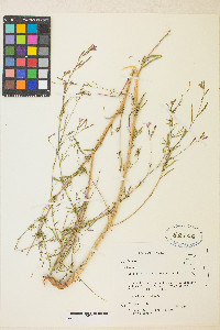 Epilobium brachycarpum image