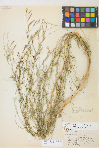 Epilobium brachycarpum image