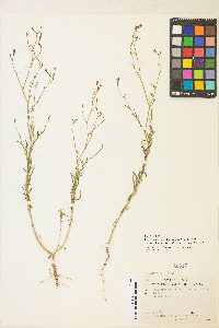 Epilobium brachycarpum image