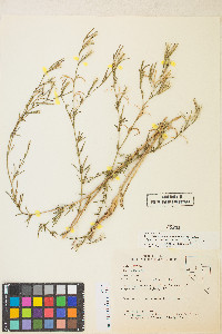 Epilobium brachycarpum image