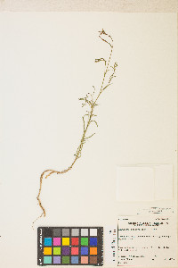 Epilobium brachycarpum image