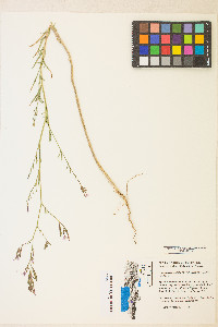 Epilobium brachycarpum image