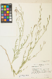 Epilobium brachycarpum image