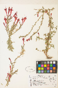 Epilobium canum var. canum image