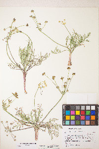 Lomatium bicolor var. leptocarpum image
