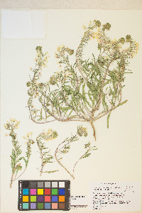 Eremothera boothii var. alyssoides image