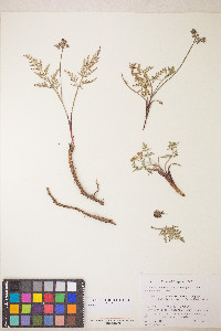 Lomatium nevadense image