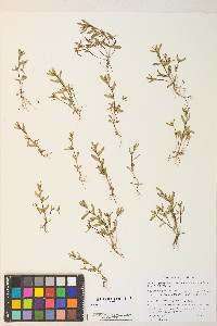 Veronica peregrina subsp. xalapensis image