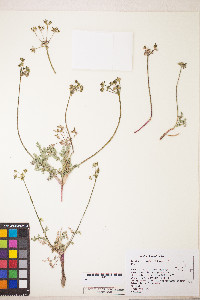 Lomatium austiniae image
