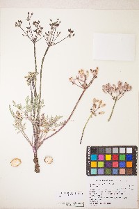 Lomatium canbyi image