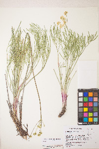 Lomatium brevifolium image