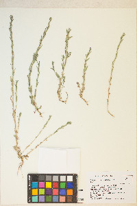 Epilobium torreyi image