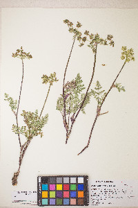 Lomatium vaginatum image