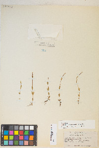 Epilobium oregonense image