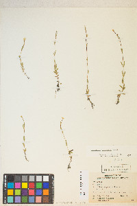 Epilobium oregonense image