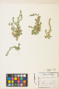 Epilobium campestre image